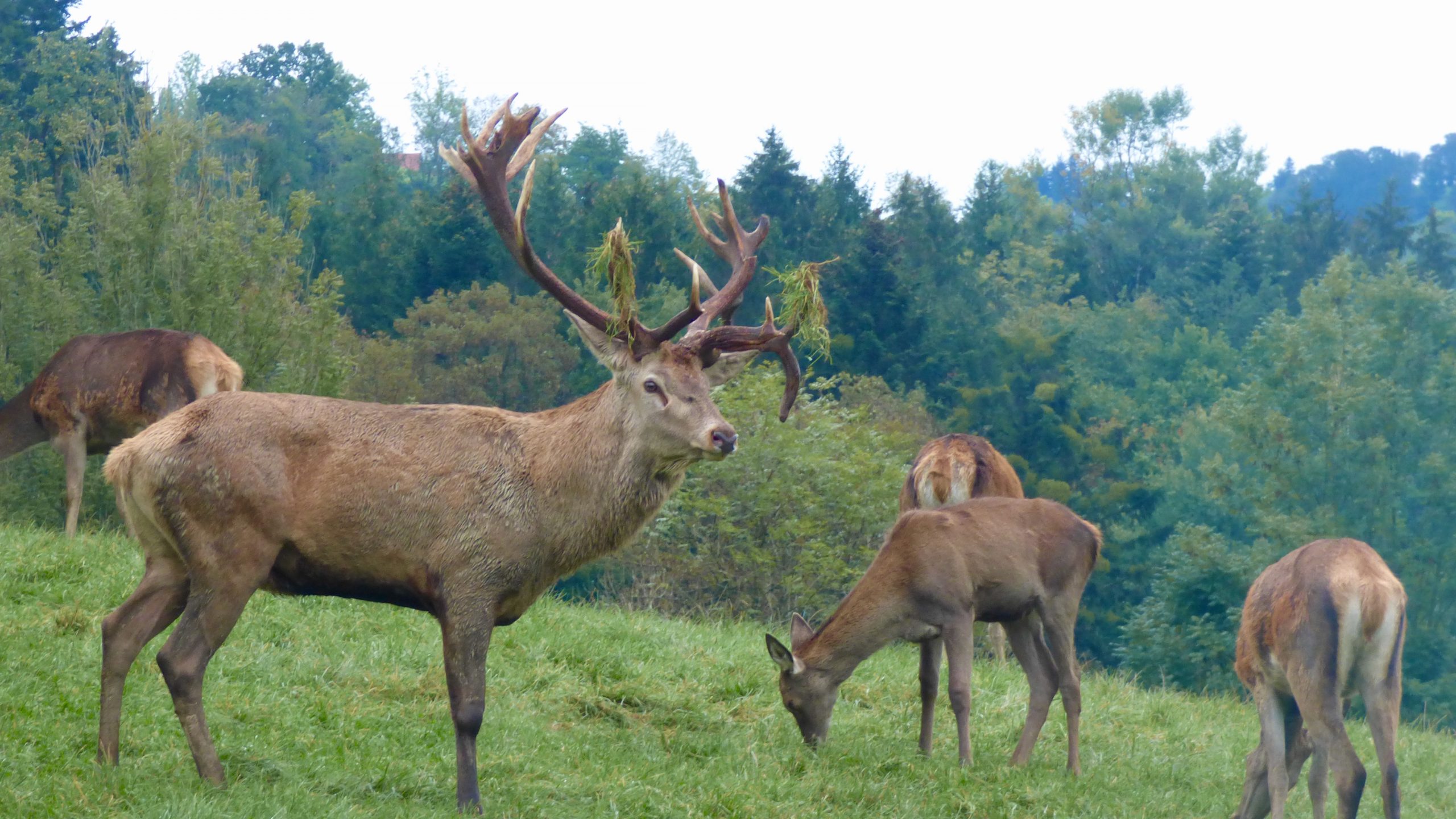 Hirsch