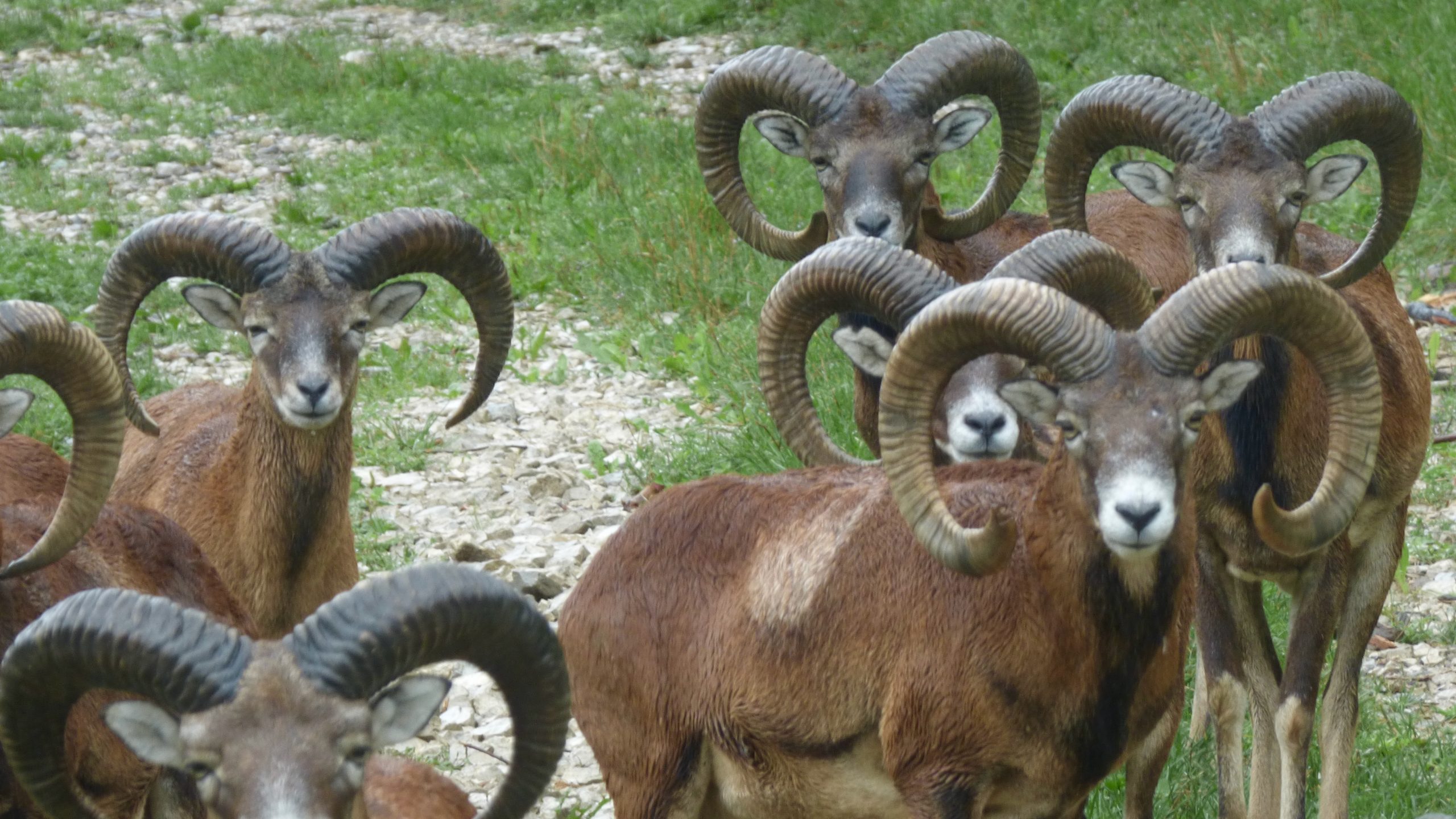 Mufflon Wildzucht